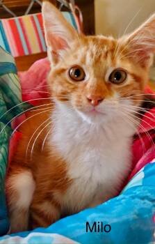 Rescue Domestic Medium Hair Cats for Adoption in Gun Barrel City, Texas - Milo | PetCurious