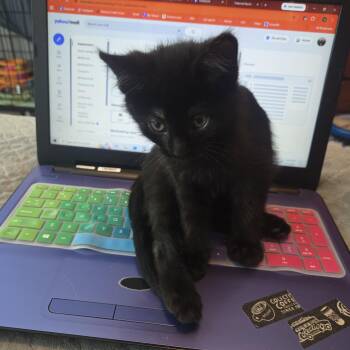 Mac -  Domestic Short Hair Cat for Adoption in New Berlin, Wisconsin - Mac | PetCurious