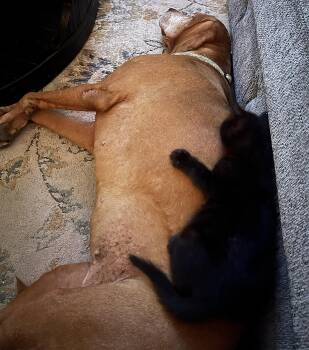 Ellie -  Domestic Short Hair Cat for Adoption in Oviedo, Florida - Ellie | PetCurious