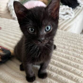 Domestic Short Hair Cats Available for Adoption in Salt Lake City, Utah - Seamus | PetCurious
