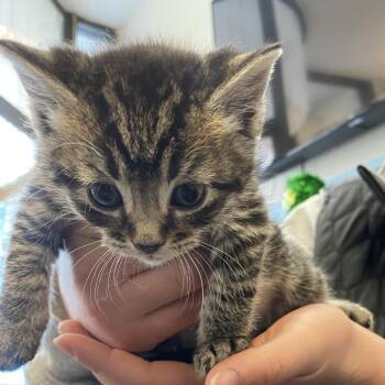 Domestic Short Hair Cats Available for Adoption in Philadelphia, Pennsylvania - Pebbles FKA Minion | PetCurious