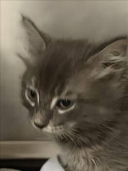 TINO -  Domestic Short Hair Cat for Adoption in Las Vegas, Nevada - TINO | PetCurious