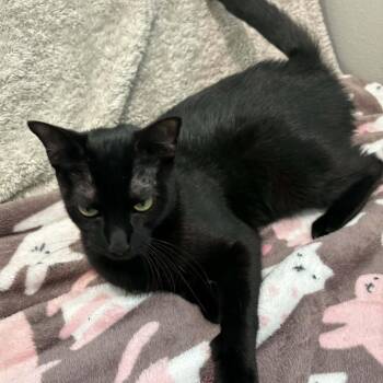 Domestic Short Hair Cats Available for Adoption in Pinellas Park, Florida - Vader (Mom) | PetCurious