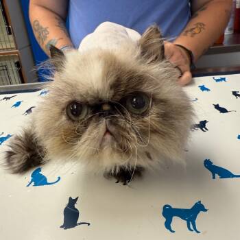 Rescue Himalayan Cats for Adoption in Port Richey, Florida - Ali | PetCurious