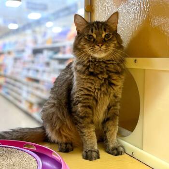 Trixie -  Domestic Long Hair Cat for Adoption in Rochester, Minnesota - Trixie | PetCurious
