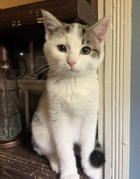 Tabby Cats Available for Adoption - Aspen  | PetCurious