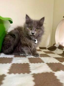Domestic Long Hair and Domestic Short Hair Cats Available for Adoption - Asphalt | PetCurious