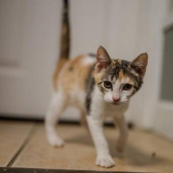 Dip -  Domestic Short Hair Cat for Adoption in Pawling, New York - Dip | PetCurious