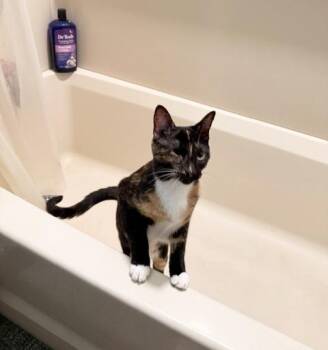 Pia (courtesy post) -  Domestic Short Hair Cat for Adoption in Philadelphia, Pennsylvania - Pia (courtesy Post) | PetCurious