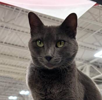 Francine -  Domestic Short Hair Cat for Adoption in Fort Worth, Texas - Francine | PetCurious