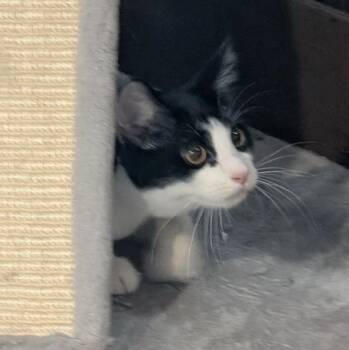 Cheese Curl -  Domestic Short Hair Cat for Adoption in Reisterstown, Maryland - Cheese Curl | PetCurious
