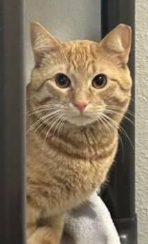 Domestic Short Hair Cats Available for Adoption - CHEEKY | PetCurious