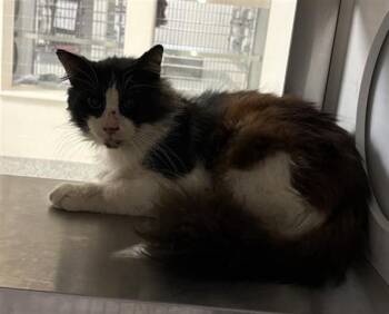 Domestic Medium Hair Cats Available for Adoption in Houston, Texas - A654569 | PetCurious