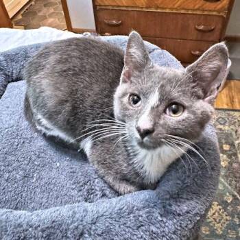 Toby -  Domestic Short Hair Cat for Adoption in Rutherfordton, North Carolina - Toby | PetCurious
