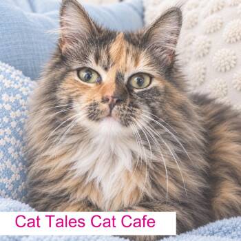 Olive Oil -  Domestic Medium Hair Cat for Adoption in Chapel Hill, North Carolina - Olive Oil | PetCurious