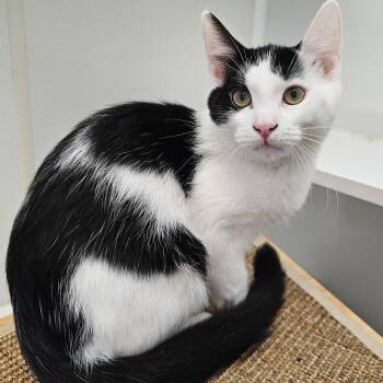 Rescue Domestic Short Hair Cats for Adoption in Waynesville, North Carolina - Perry | PetCurious