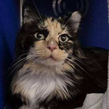 Gracie NOCO -  Domestic Long Hair Cat for Adoption in Denver, Colorado - Gracie NOCO | PetCurious