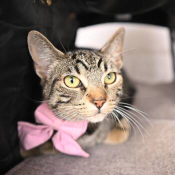 Domestic Short Hair Cats Available for Adoption in Villa Park, California - Lily Potter | PetCurious