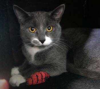 Smokey -  Domestic Short Hair Cat for Adoption in Bloomingdale, New Jersey - Smokey | PetCurious