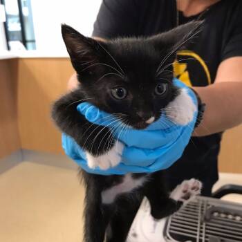 Rescue Domestic Short Hair Cats for Adoption in West Palm Beach, Florida - Wednesday | PetCurious
