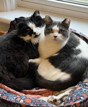 Muru Noki -  Domestic Long Hair Cat for Adoption in Stratford, Ontario - Muru Noki | PetCurious