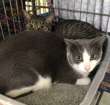 Domestic Short Hair Cats Available for Adoption - Rick & Morty | PetCurious