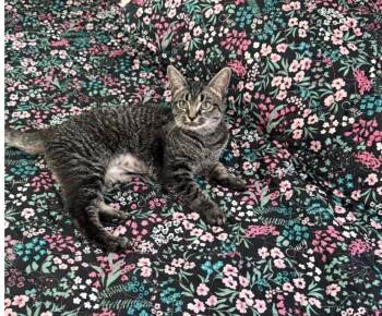 Diani -  Domestic Short Hair Cat for Adoption in Rio Linda, California - Diani | PetCurious