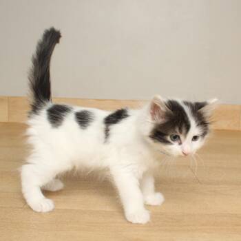 Luster C70309 -  Domestic Long Hair Cat for Adoption in Minnetonka, Minnesota - Luster C70309 | PetCurious