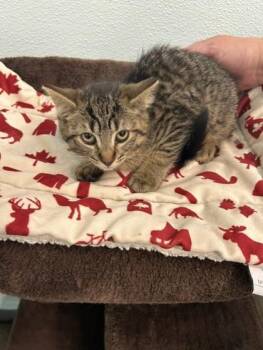 Cinnamon -  Domestic Short Hair Cat for Adoption in Erin, Ontario - Cinnamon | PetCurious