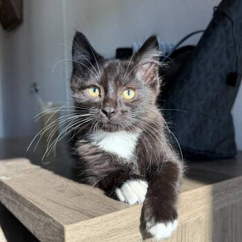 Slippers -  Domestic Medium Hair Cat for Adoption in Oconto, Wisconsin - Slippers | PetCurious