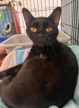 Minks -  Domestic Short Hair Cat for Adoption in Warren, Ohio - Minks | PetCurious