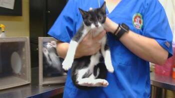 STERLING -  Domestic Short Hair Cat for Adoption in Cookeville, Tennessee - STERLING | PetCurious