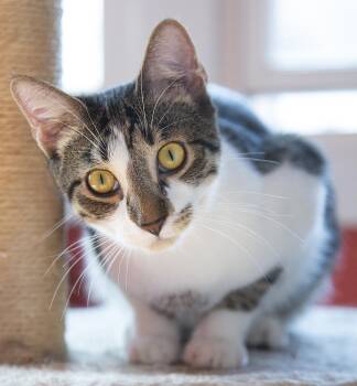 Rescue Domestic Short Hair Cats for Adoption in Chicago, Illinois - Betty Spaghetti (& JImmy Dugan) | PetCurious