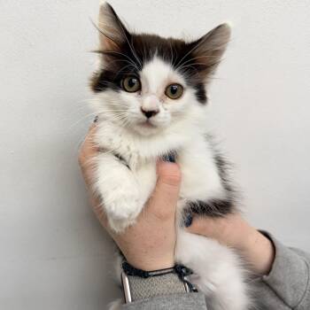 Squirrel -  Domestic Medium Hair Cat for Adoption in Las Vegas, Nevada - Squirrel | PetCurious