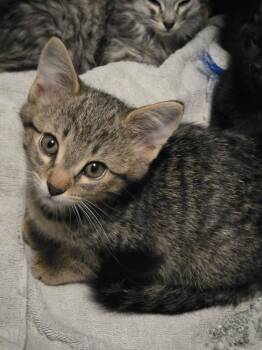 Oliver -  Tabby Cat for Adoption in Trophy Club, Texas - Oliver | PetCurious