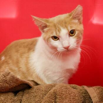 Ember -  Domestic Short Hair Cat for Adoption in Goshen, Indiana - Ember | PetCurious