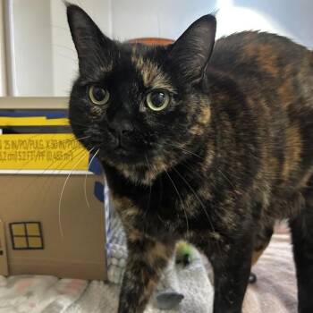 Maya -  Domestic Short Hair Cat for Adoption in Oakland, California - Maya | PetCurious