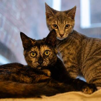 Aria Wallace (bonded w/ Dolce Wallace) -  Domestic Short Hair Cat for Adoption in Merrifield, Virginia - Aria Wallace (bonded W/ Dolce Wallace) | PetCurious