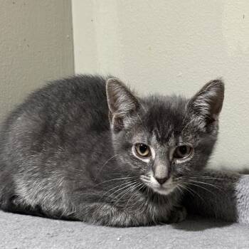 Rescue Domestic Short Hair Cats for Adoption in East Hanover, New Jersey - Lola | PetCurious