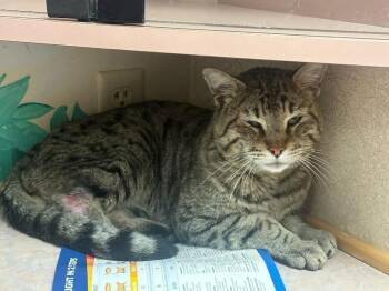 Tabby Cats Available for Adoption - Roger FIV+ | PetCurious