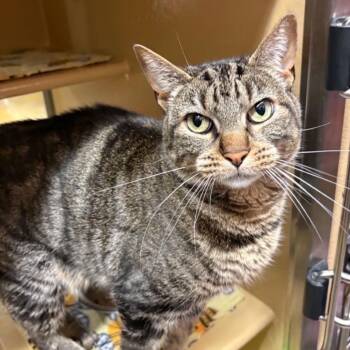 Harmony -  Domestic Short Hair Cat for Adoption in Hemet, California - Harmony | PetCurious