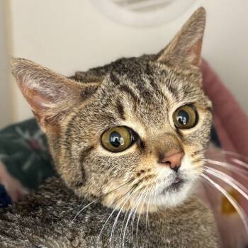 Rescue Domestic Short Hair Cats for Adoption in Naperville, Illinois - Godiva | PetCurious