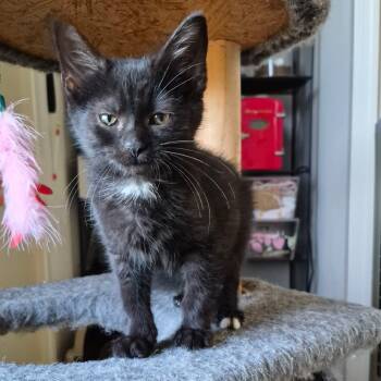 Rescue Domestic Short Hair Cats for Adoption in Fairfax, Virginia - Lefty | PetCurious