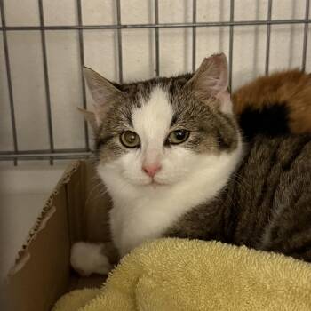 Tango -  Domestic Short Hair Cat Available for Adoption in New Berlin, Wisconsin - Tango | PetCurious