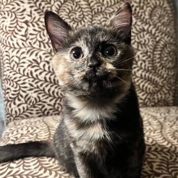 Domestic Short Hair Cats Available for Adoption - Sage | PetCurious