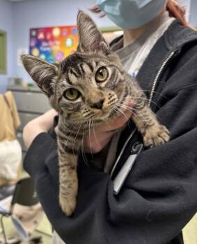 Rescue Domestic Short Hair Cats for Adoption in Gloucester, Massachusetts - Rosa | PetCurious