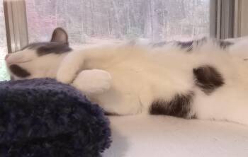 Rescue Domestic Short Hair Cats for Adoption in Wayland, Massachusetts - Best Buy | PetCurious