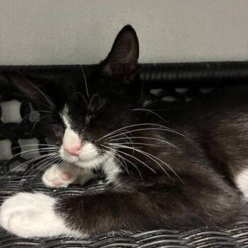 Gardenia (kr) -  Domestic Short Hair Cat for Adoption in Tampa, Florida - Gardenia (kr) | PetCurious