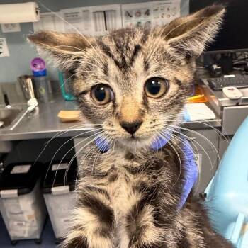 Evian -  Domestic Short Hair Cat for Adoption in Greensboro, North Carolina - Evian | PetCurious