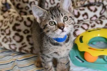 DUMPLING -  Domestic Short Hair Cat Available for Adoption in Fort Lauderdale, Florida - DUMPLING | PetCurious